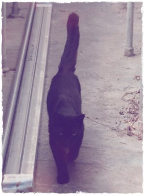 Pet sitting black cat