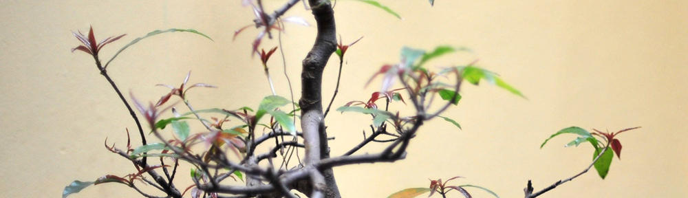 A Leash Above :: Blog – Pet Sitting in the Woodlands Texas